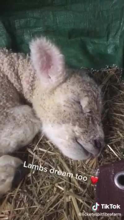 cordeirinho a mimir 🥺