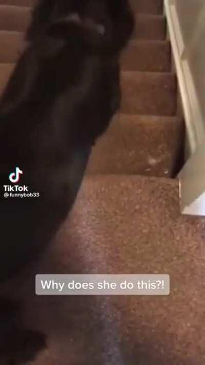 Dog goes down the stairs