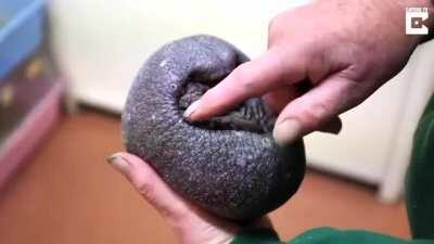 What does a hedgehog look like without quills?