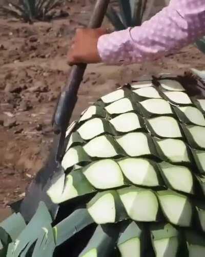 This guy cutting Agave plant....