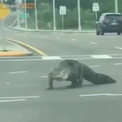 la vida de un cocodrilo en 1 minuto