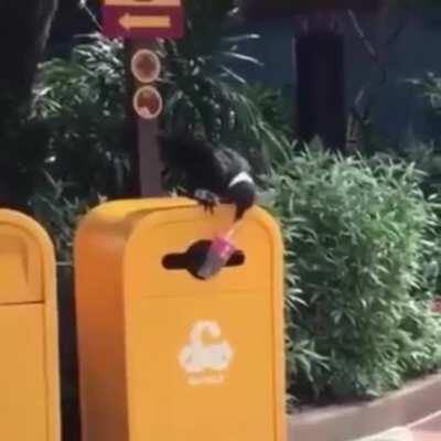 Ворон - умный. Будь как ворон.