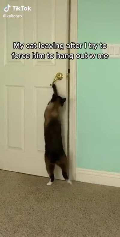 This cat really said ‘no i am going to leave’