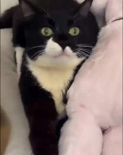 Exceedingly well-mannered wunk