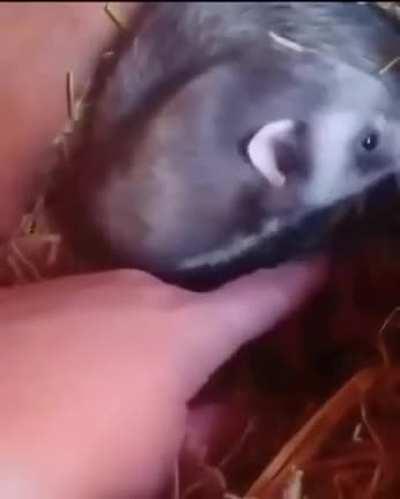 dANGErOuS CrEAture AttAcks huMan, dRAGS him Off to feeD her SPaWn