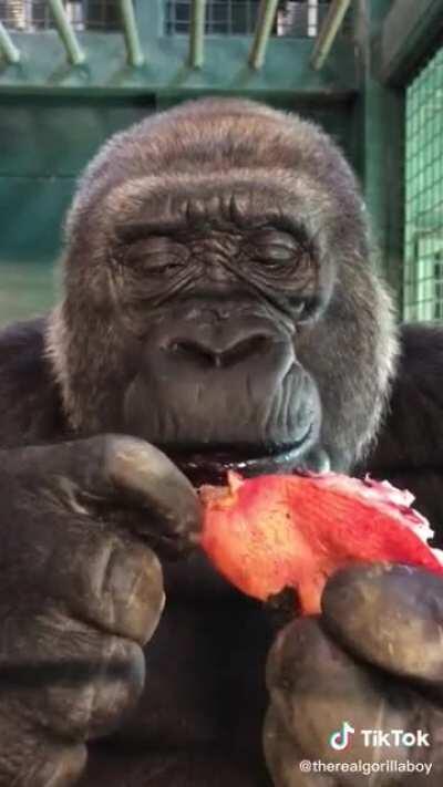 Just a gorilla eating a pomegranate. That is all