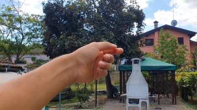 They enjoy their new nesting zone, 2 eggs already 🥚🥚