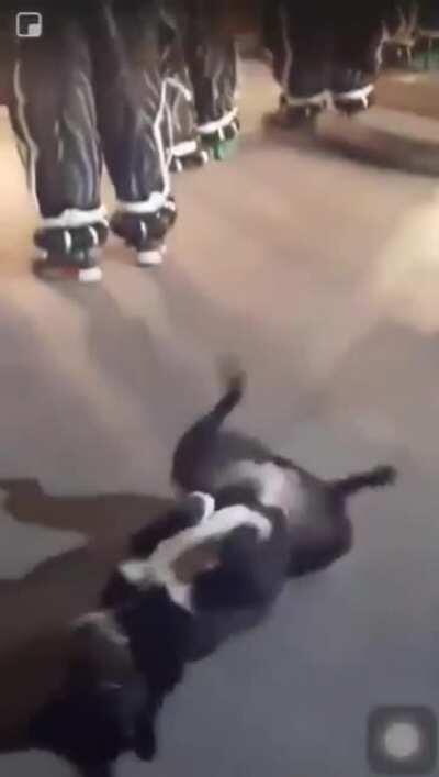 Me senti obrigado a postar aqui