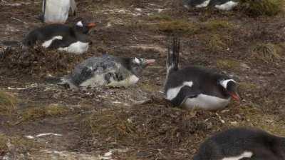 This penguin getting shat on