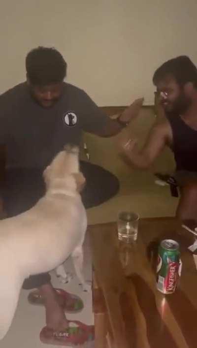 Doggo vibes to music with humans [Not OC]