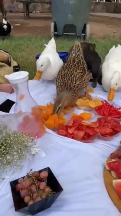 to enjoy a picnic