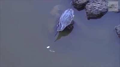 Look at this heron using bread as fishing bait ...