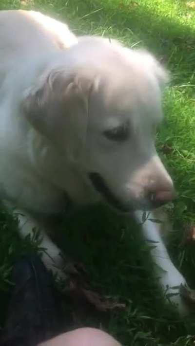 She just kept stopping and Zooming around me for like 10 minutes