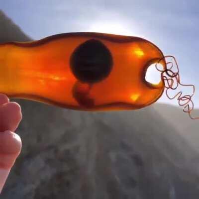 🔥 This intact shark egg washed ashore 🔥