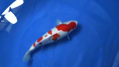 Unfortunate Kohaku actually a beast