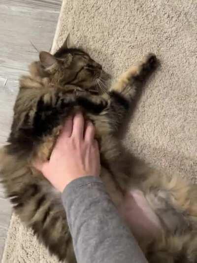 Cosmo was trilling for some morning snuggles