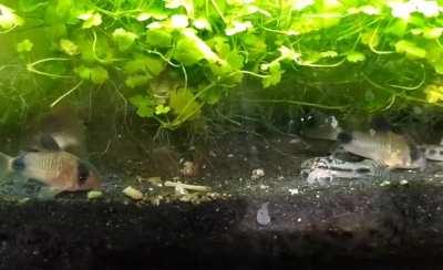 I wonder why my carpet won't root..