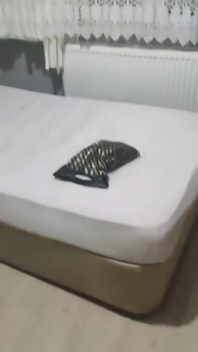 ODAYA KEDİ GİRMİŞ YALNİZİM NAPMALİYİM YARDİM &Ccedil;IKMIYOR 