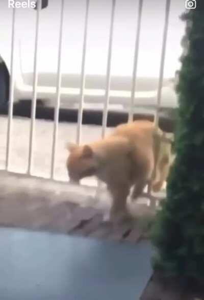 Cat VS Gate.