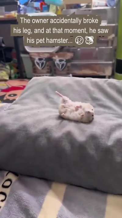 When the hamster thinks imitation is the best form of love 💗