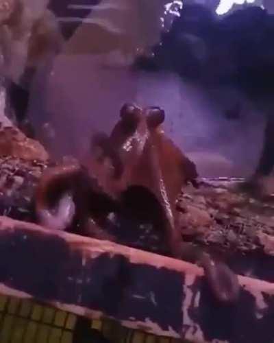 Octopus waves back..