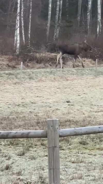 My horses meeting a moose