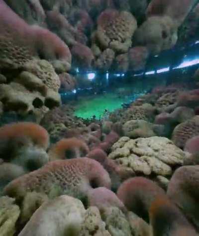 Deep Dive, an animation made with an AI capable of translating a text in images