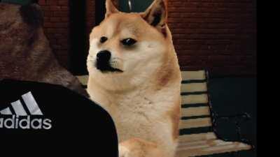 le doge is beaten to death for haveing hony has arrived