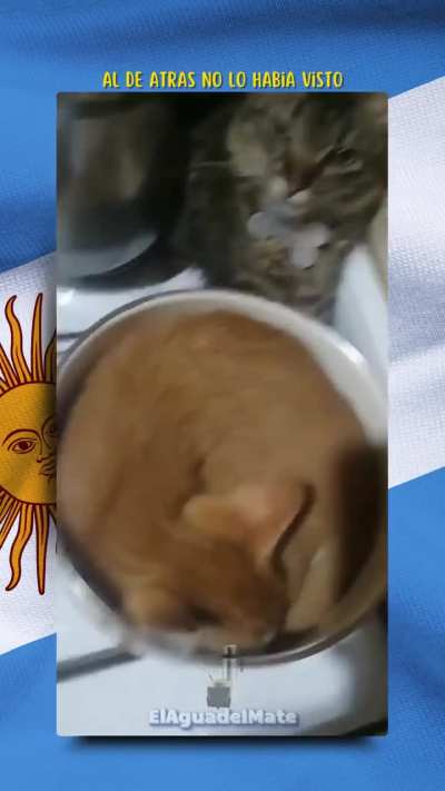 Señora no moleste, no ve que el michi ta cuidando el bizcochuelo