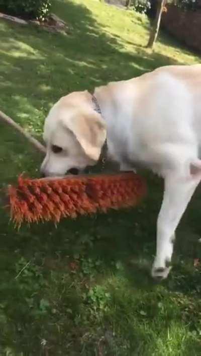 Hitman dog shows no mercy