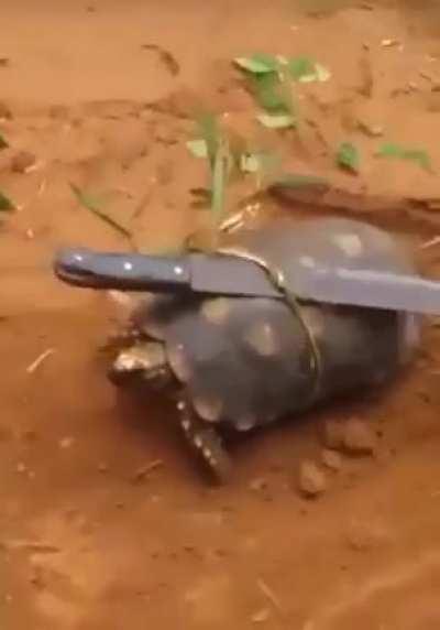 Mestre splinter foi abatido