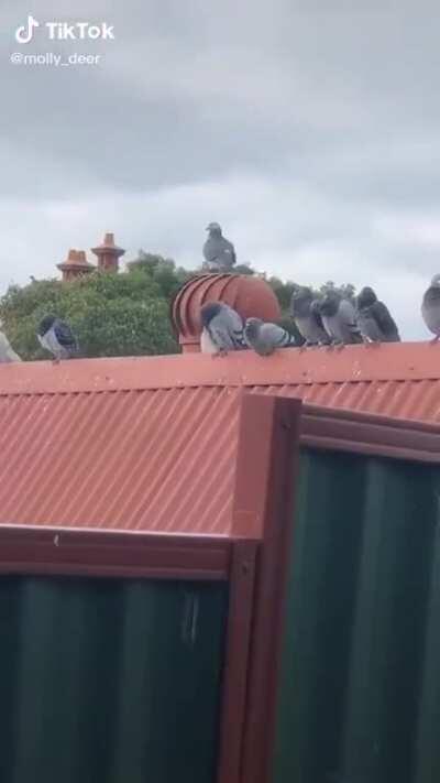 Caught one in the act of being recharged.