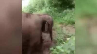 🔥 Cute baby elephant enjoying his day