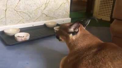 gregory (aka big floppa) meow