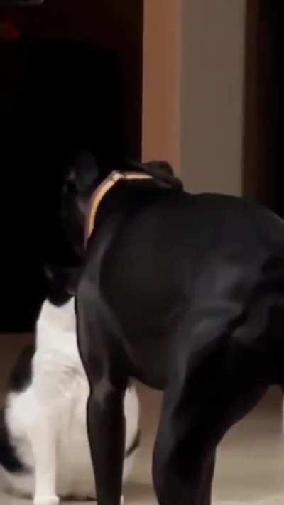 To intimidate the cat