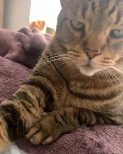 no class. only pet me