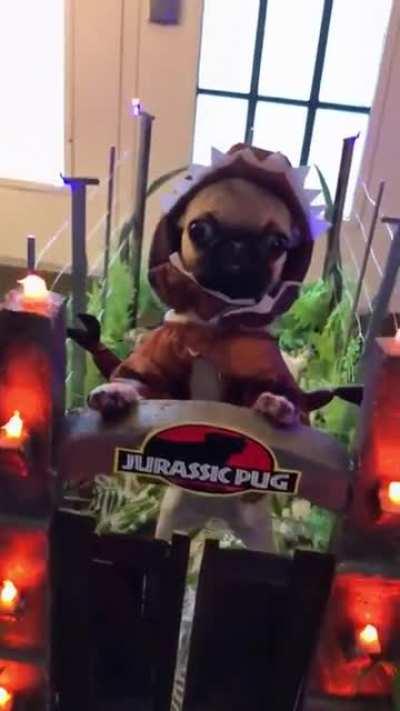 New species found, Pugosaurus