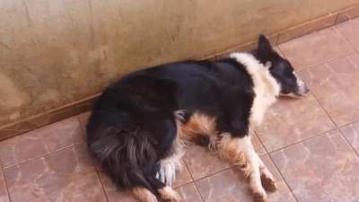 Border Collie dormindo ao som de uma das músicas do Final Fantasy 7