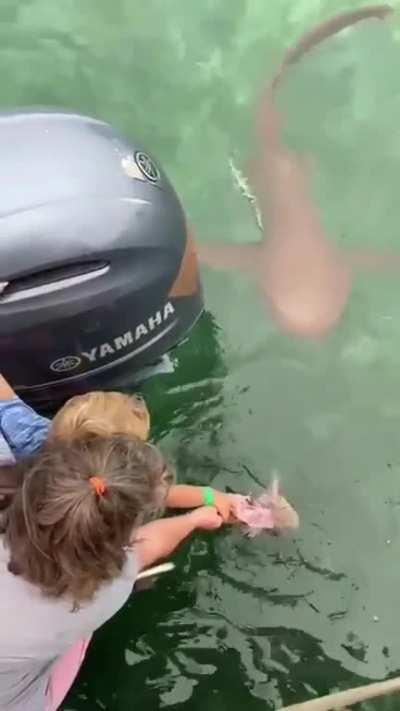 Woman and child feed a shark