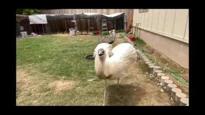 Poor Kevin, Just Wants to Kill him, no Big Deal...