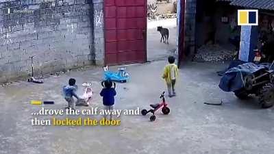Brave little boy scares cow away to protect his toddler sisters