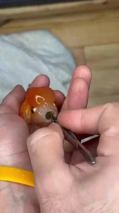 Clarence the fish was choking, but his owner saved him 🐠🐟.