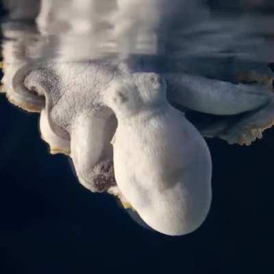 An octopus changing colors in her sleep might be an indication she's dreaming.