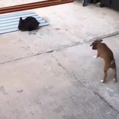 Puppy thinks he’s a bunny..