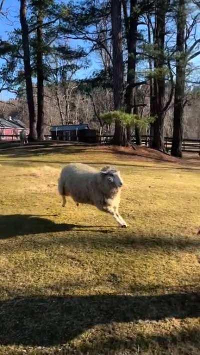 Happy hoppy sheep at an animal sanctuary