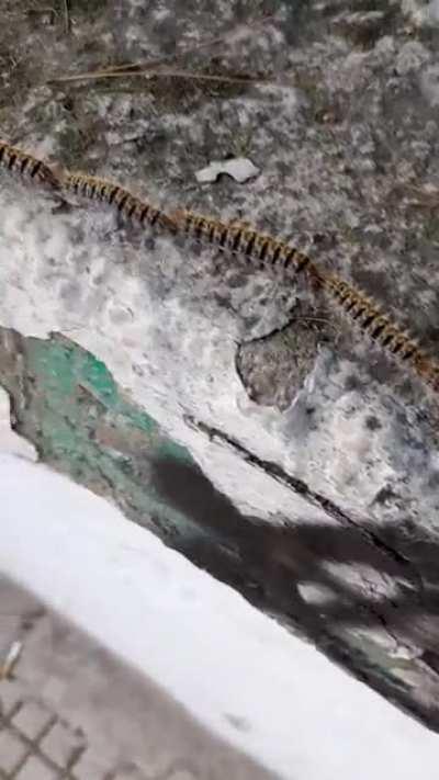 Thanks, I hate this huge hairy giant caterpillar train thing I found today