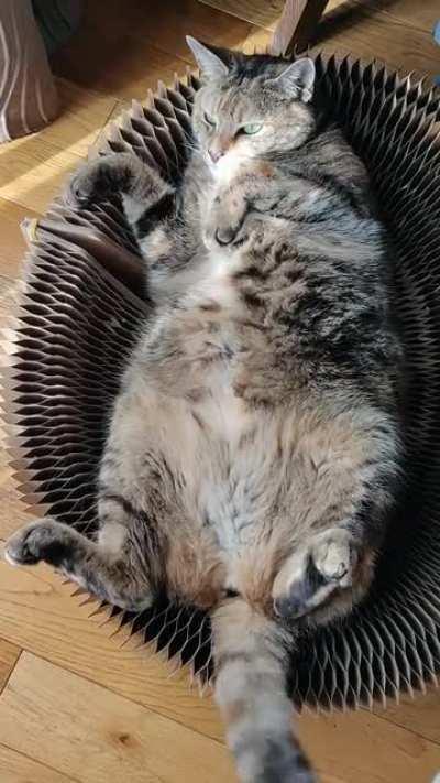 My cat chilling in her cardboard thing