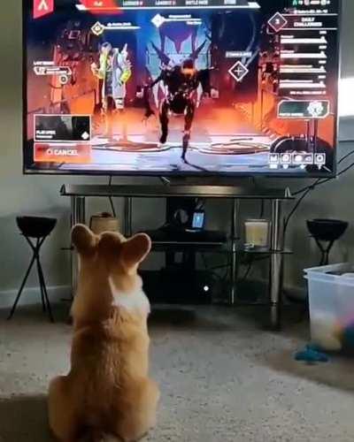 A dog frightened by a character from Apex Legends