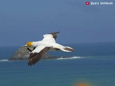 I knew these freaking birds are doing it on purpose! (with sound)