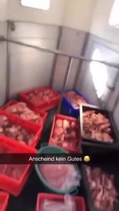 Endlich mal ein Gaul der alles richtig macht!